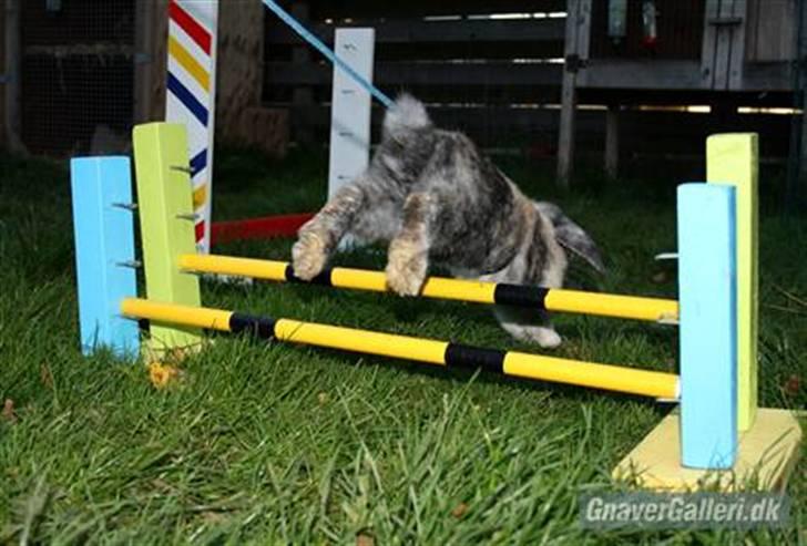 Kanin Solbakke's Jay<3 billede 9