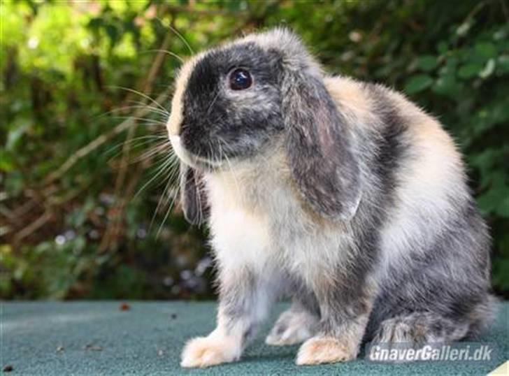 Kanin Solbakke's Jay<3 billede 10