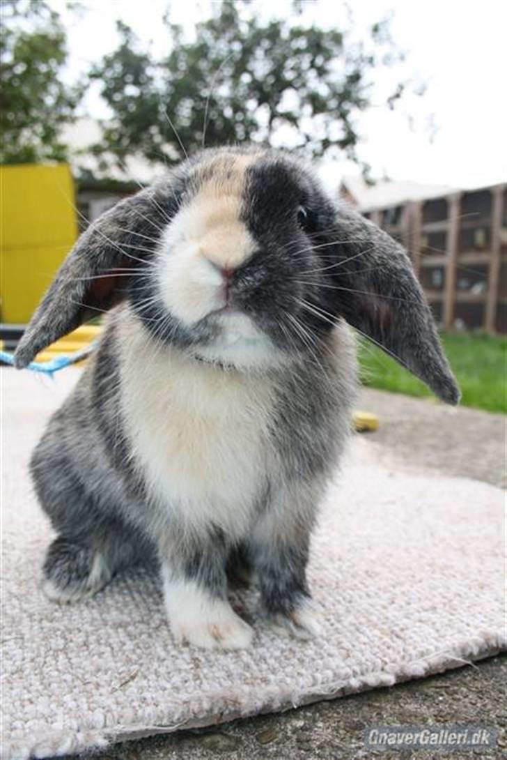 Kanin Solbakke's Jay<3 billede 11