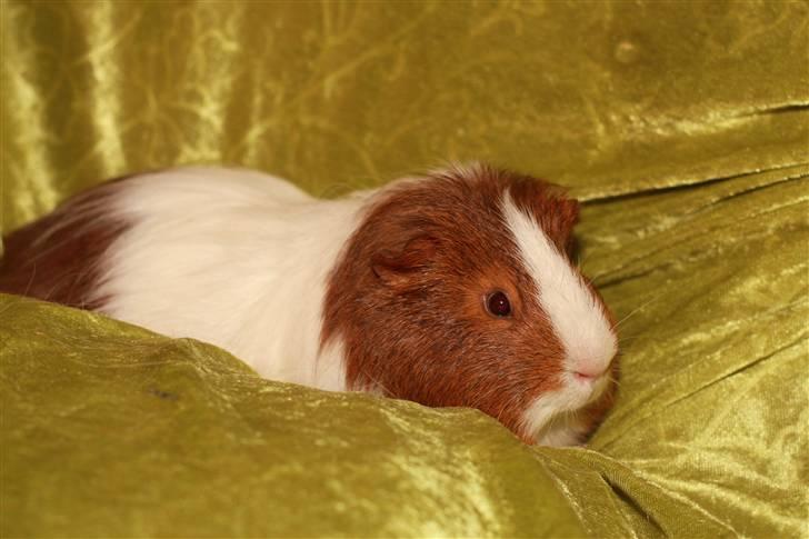 Marsvin Skovlundegaards Gustav - Gustav:) billede 1