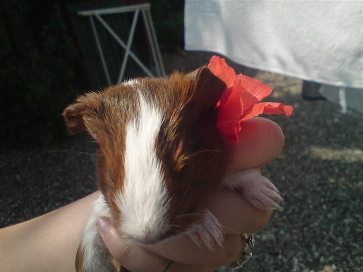 Marsvin Skovlundegaards Gustav - Gustav som helt lille:) billede 2