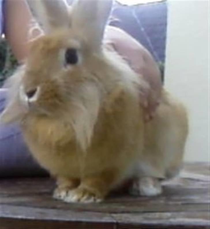 Kanin Kakao billede 1