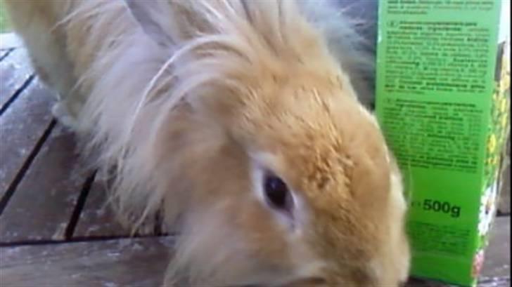 Kanin Kakao billede 2