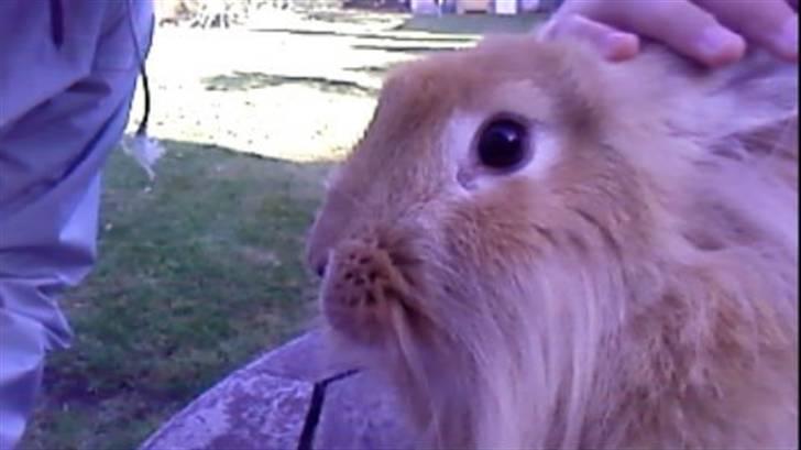 Kanin Kakao billede 3