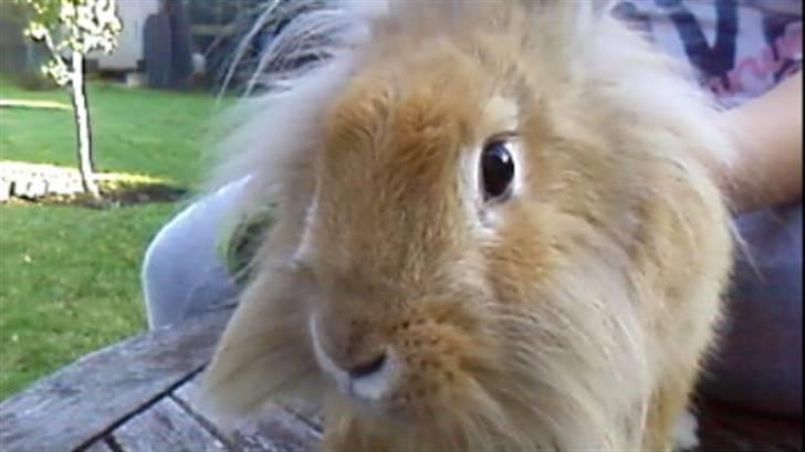 Kanin Kakao billede 4