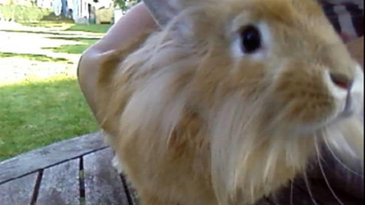 Kanin Kakao billede 5