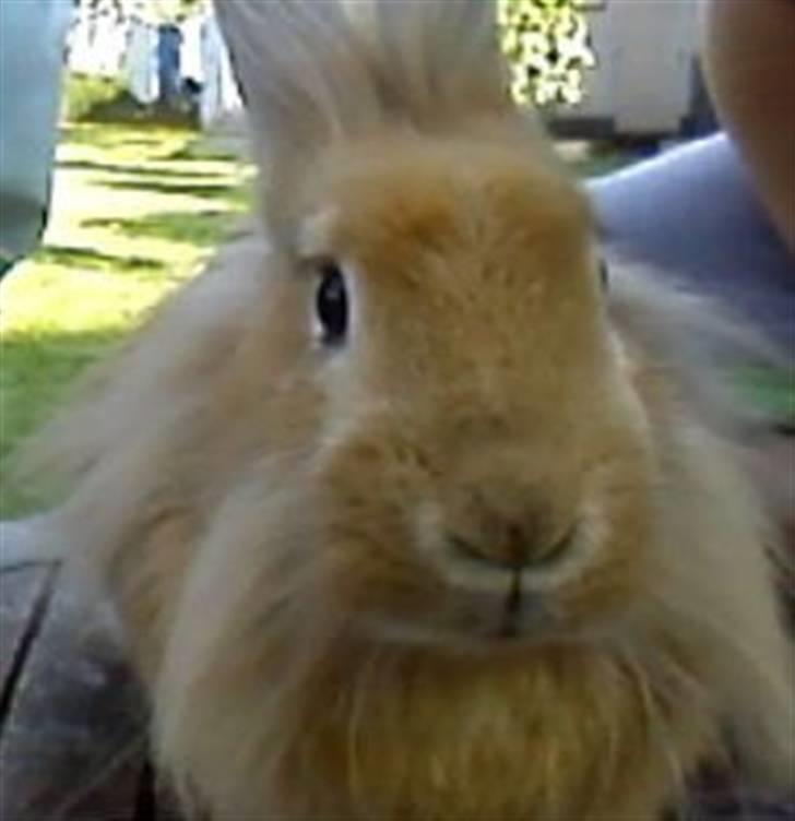 Kanin Kakao billede 6