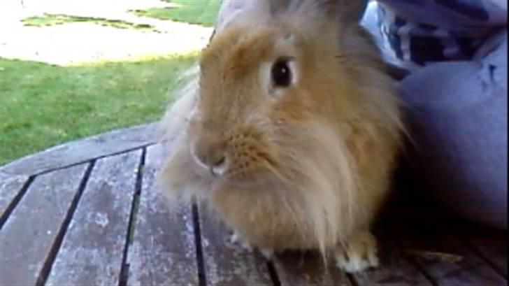 Kanin Kakao billede 7