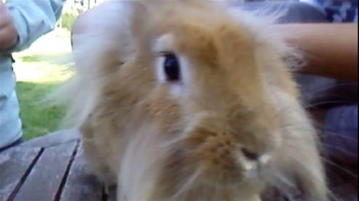 Kanin Kakao billede 8