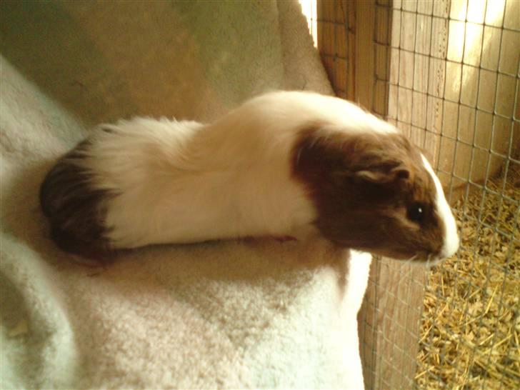 Marsvin Skovlundegaards Gustav - Hm... hvad er der dernede:)? billede 3