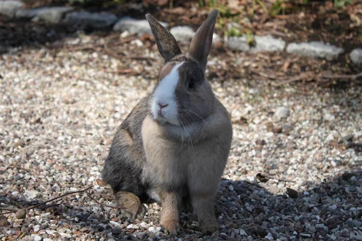 Kanin Madame Madea billede 14