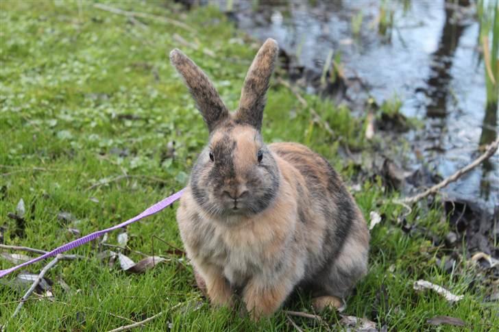 Kanin MaPos Little Beauty Sunshine billede 2