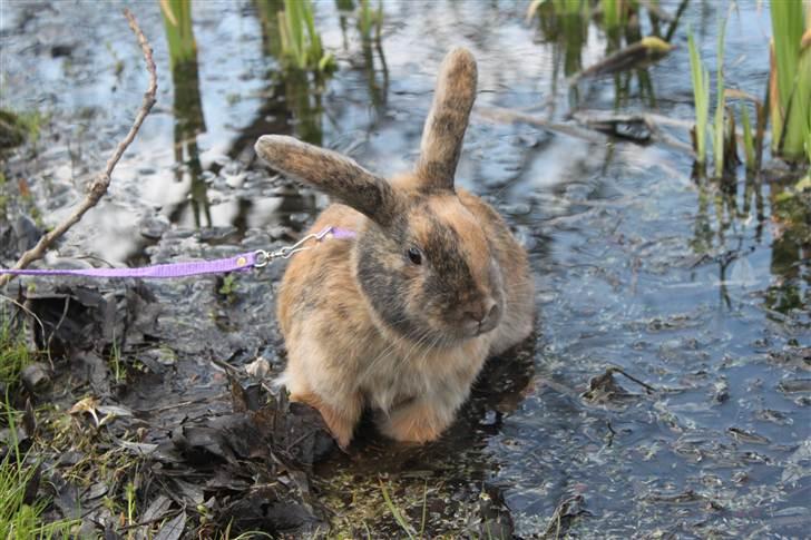 Kanin MaPos Little Beauty Sunshine billede 8