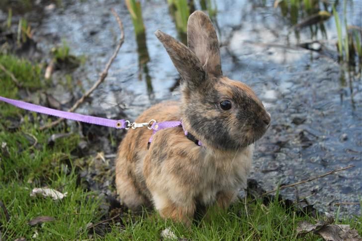 Kanin MaPos Little Beauty Sunshine billede 10