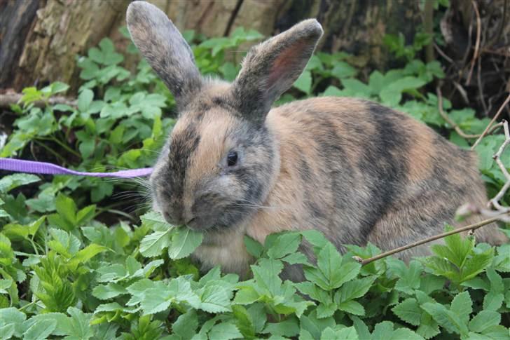 Kanin MaPos Little Beauty Sunshine billede 11