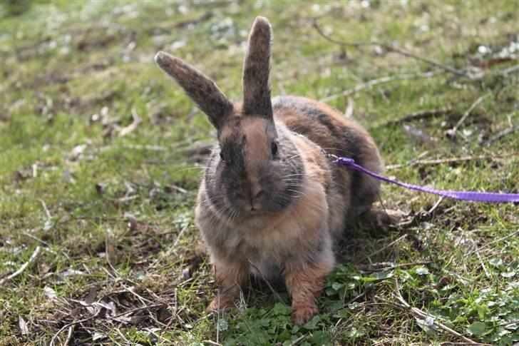 Kanin MaPos Little Beauty Sunshine billede 12