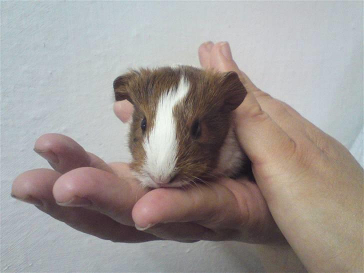 Marsvin Skovlundegaards Gustav - Endnu et billed af Gustav som lille:) billede 6