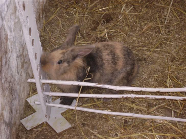 Kanin Nynne  *meget savnet* billede 16