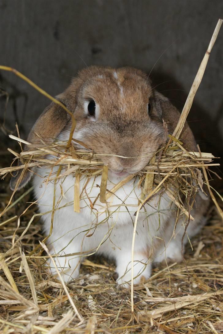 Kanin | Ziggy's Ronja R.I.P. - Ronja igang med redebygning. billede 15