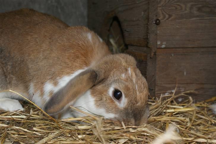 Kanin | Ziggy's Ronja R.I.P. - Ronja igang med redebygning. billede 16