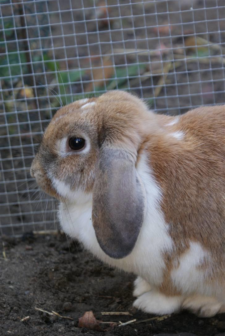 Kanin | Ziggy's Ronja R.I.P. billede 17