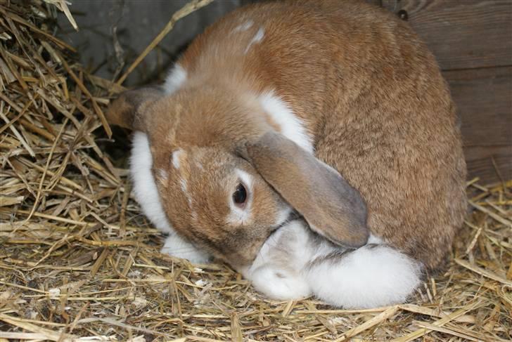 Kanin | Ziggy's Ronja R.I.P. - Vasketid.. billede 18