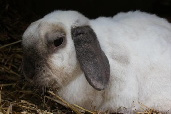 Kanin | Sofus R.I.P. billede 16