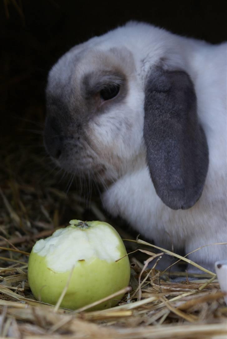 Kanin | Sofus R.I.P. billede 17