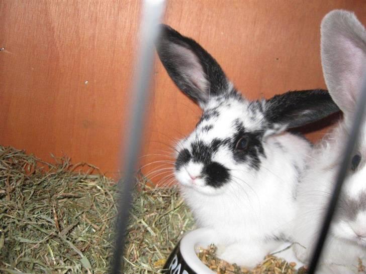 Kanin Snuske my soulmate<33 billede 18