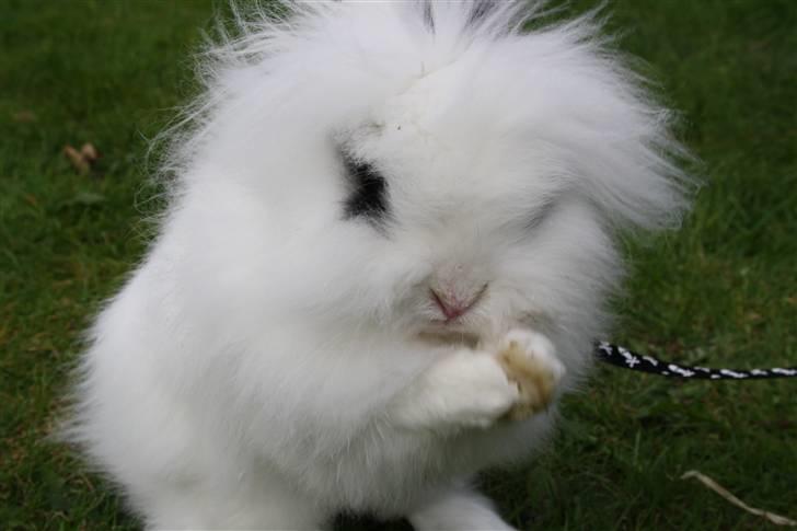 Kanin stampe billede 4