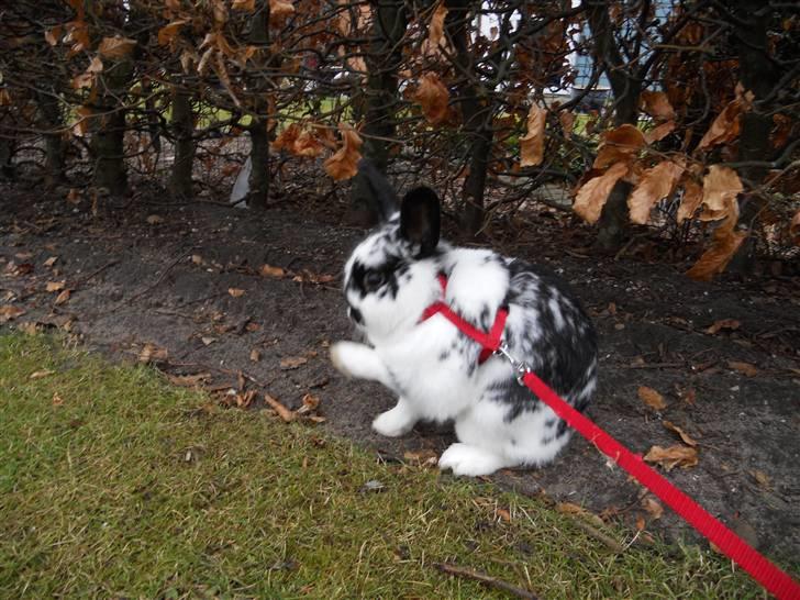 Kanin Snuske my soulmate<33 - dygtig pige ligner lidt at hun laver spanske skridt som en hest<33 billede 19