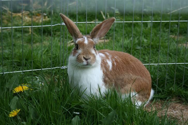 Kanin Millenuims Golden Spicy Pepper billede 1