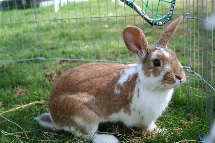 Kanin Millenuims Golden Spicy Pepper billede 2