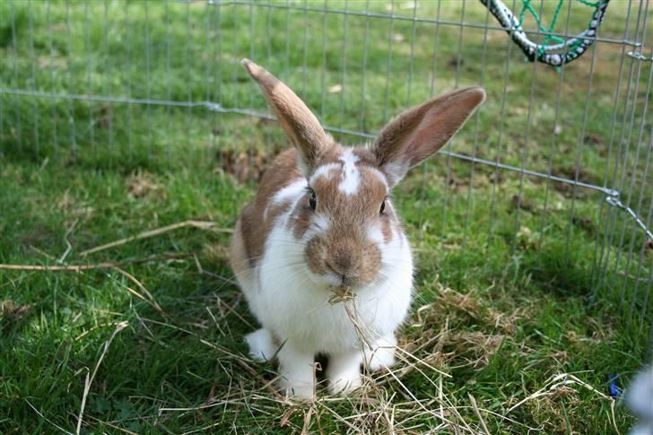 Kanin Millenuims Golden Spicy Pepper billede 3