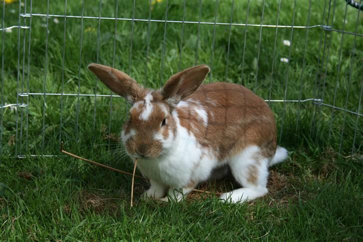 Kanin Millenuims Golden Spicy Pepper billede 4