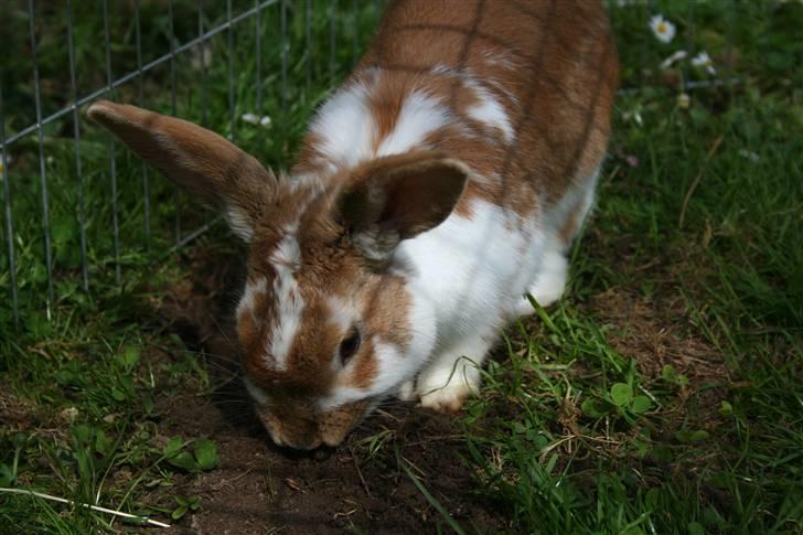 Kanin Millenuims Golden Spicy Pepper billede 5