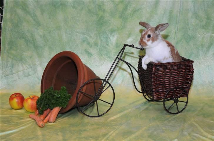 Kanin Millenuims Golden Spicy Pepper billede 6