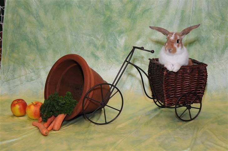 Kanin Millenuims Golden Spicy Pepper billede 7