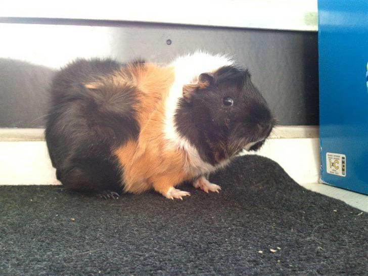 Marsvin Saga billede 6