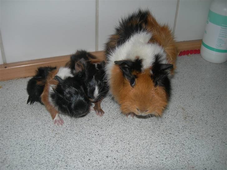 Marsvin Saga - Fra venstre : MIIIG, så min bror Kenya og min dejlige mor Tamaya billede 17