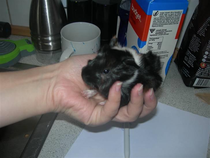 Marsvin Saga - åh hvor er jeg bare kær <3 billede 15