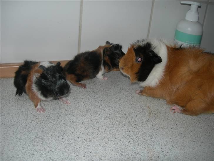 Marsvin Saga - JO, jeg har øjne, men jeg sys at lyset lige er lidt skarpt. så lukker dem altså billede 16