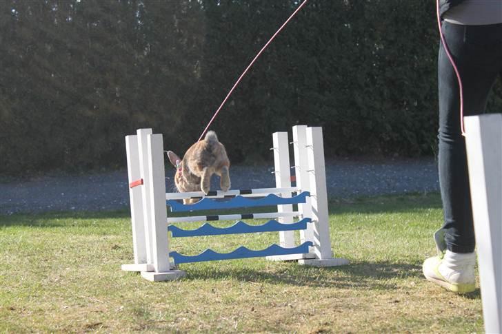 Kanin MaPos Little Beauty Sunshine billede 4