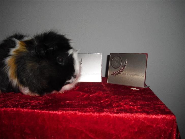 Marsvin Krølle billede 15