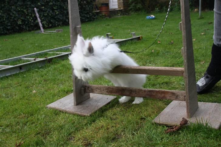 Kanin stampe billede 5