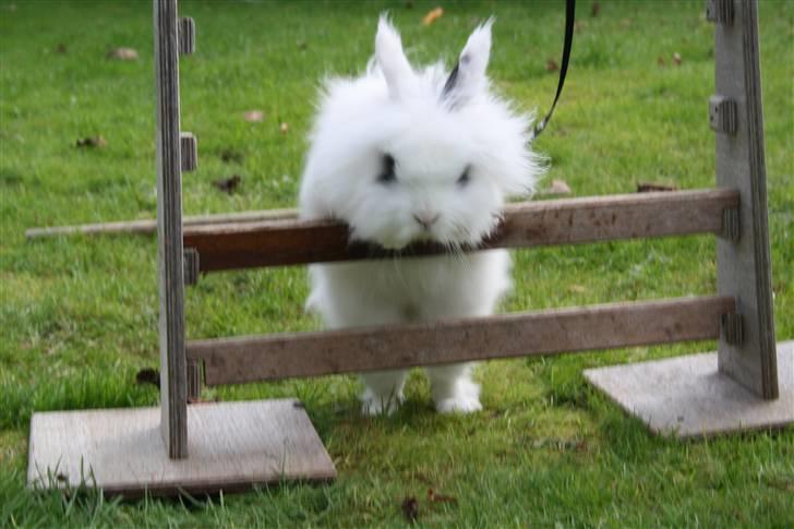 Kanin stampe billede 6