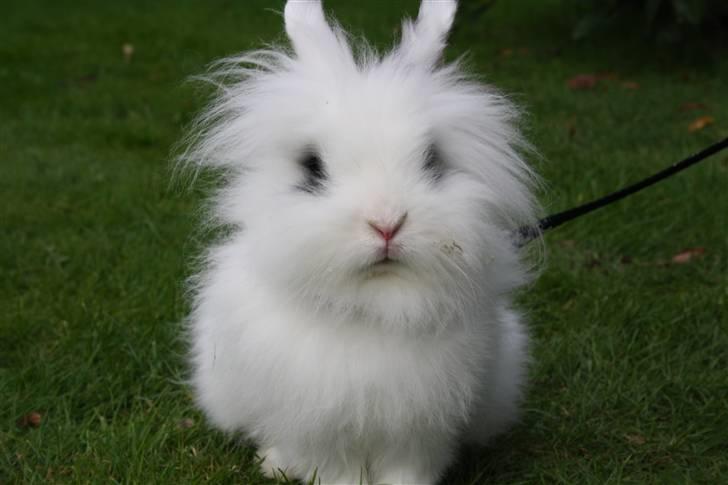 Kanin stampe billede 7