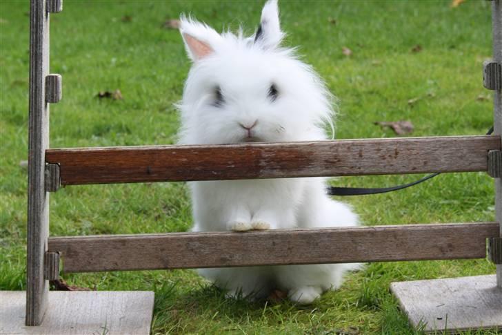 Kanin stampe billede 8