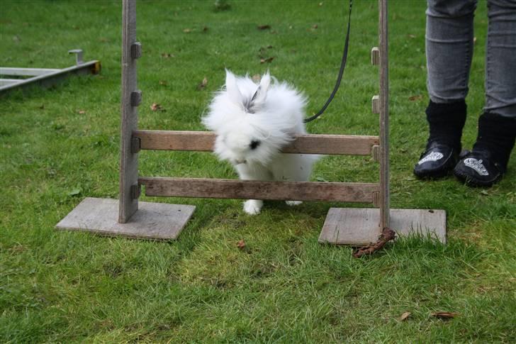 Kanin stampe billede 9