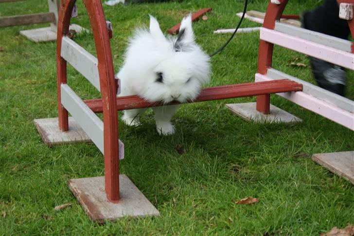 Kanin stampe billede 10